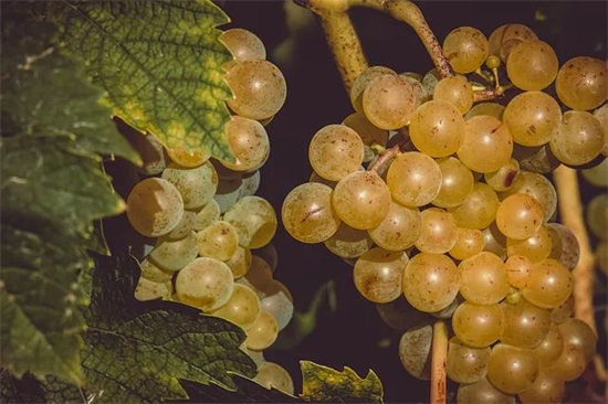 意酒葡萄课堂-16 | 弗留拉诺Friulano 被托卡伊夺名的弗留利大区代表性高品质白葡萄