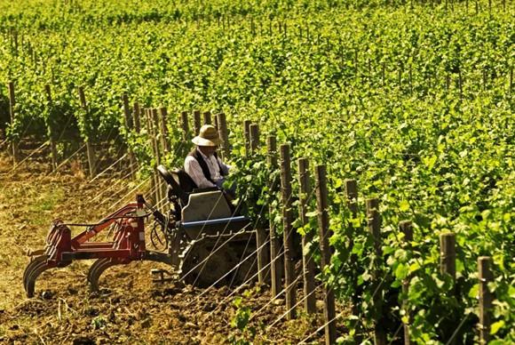 种植前沿 | 西西里为何连年葡萄品质稳定？改善微气候能否抵挡极端天气事件？
