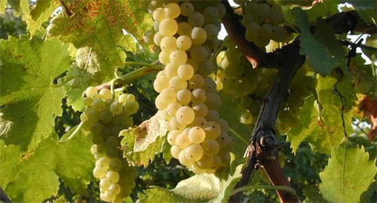 意酒葡萄课堂-22 | Pignoletto皮诺雷托 来自古罗马时代的博洛尼亚经典白葡萄
