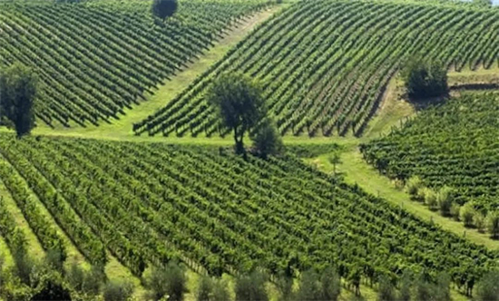 意酒产区课堂-24丨Fiano di Avellino DOCG阿韦利诺的菲亚诺保证法定产区 花果芬芳极具陈年潜力的白葡萄酒产区