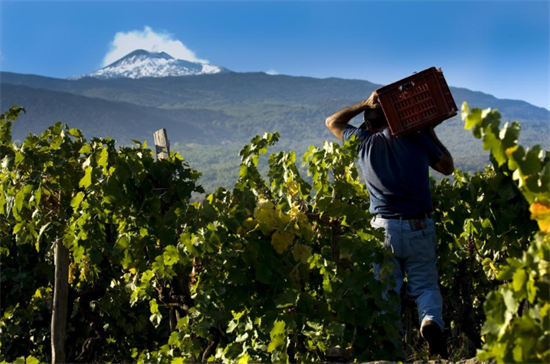 意酒葡萄课堂-25丨在活火山上孕育大酒风骨的红葡萄 Nerello Mascalese 黑玛斯卡莱塞