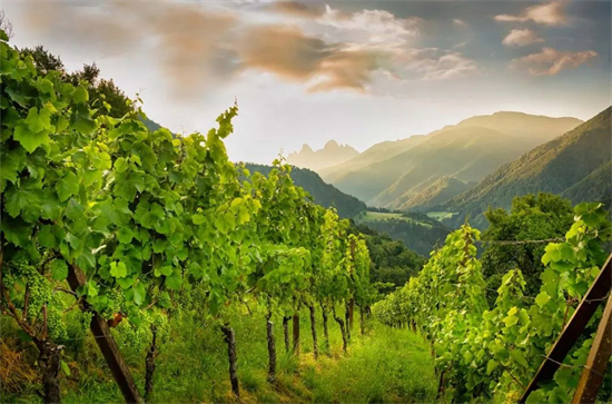 葡萄园投资丨意大利2021年年度葡萄园地价报告发布 巴罗洛和布鲁奈罗等产区葡萄园持续升值