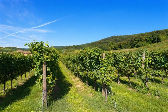 2022采收快报丨威尼托葡萄产量预计下降10% Amarone预计或减产8%且劳工紧缺