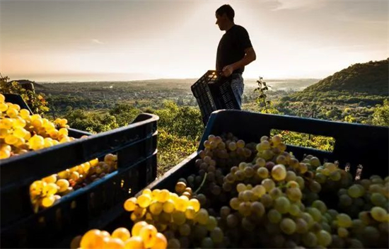 意酒数据丨2022年意葡萄酒产量预测报告发布 品质优良出口额创新高