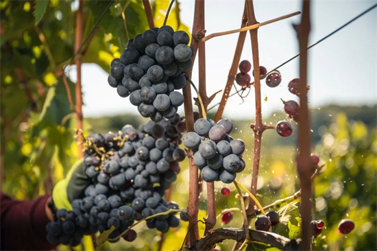 种植与酿造丨如何判断理想的葡萄采收时机？