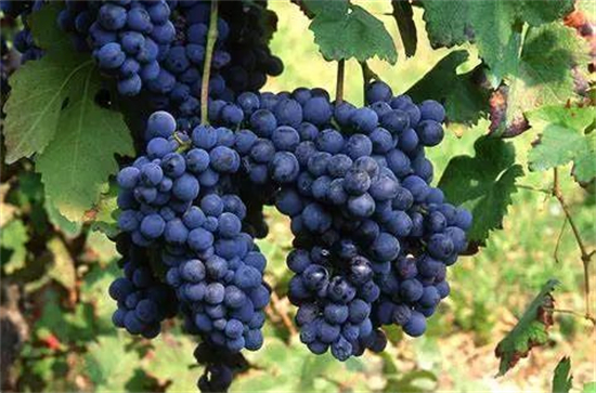 意酒葡萄课堂-28丨皮埃蒙特本土红葡萄弗雷萨Freisa 媲美内比奥罗Nebbiolo的潜力品种