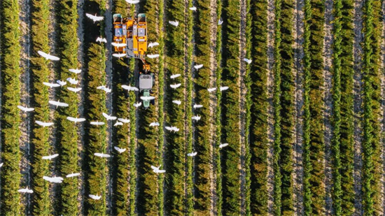 数据丨意葡萄酒电商销售持续增长 意大利2023葡萄酒电商发展报告发布