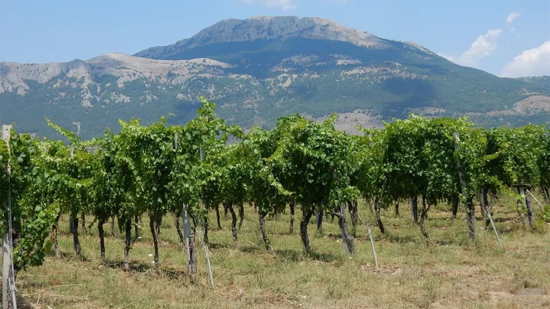 考古发现｜历史事实居然是意大利教古希腊人种植葡萄和酿酒？