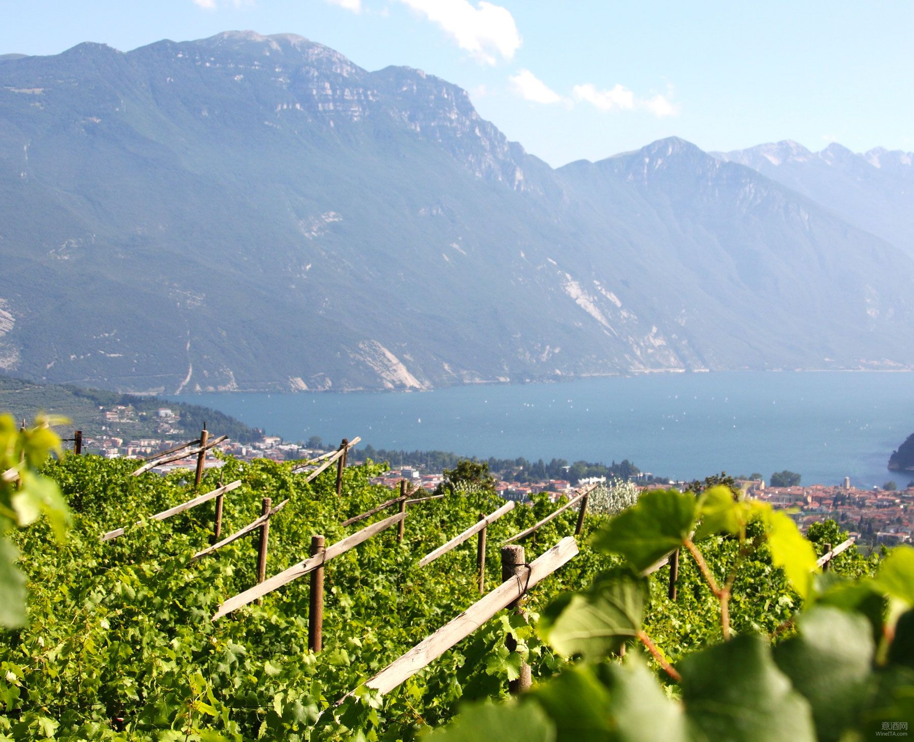 产区动态 | 欧美夏季爆卖的意大利灰皮诺葡萄酒 Delle Venezie DOC已成全球高品质灰皮诺标志产区