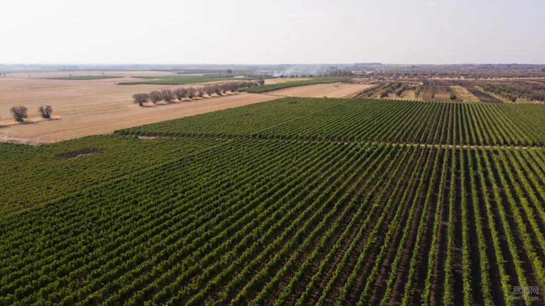意大利2023葡萄采收快报 |意葡萄产量或下降14% 北多南少品质优良值得期待