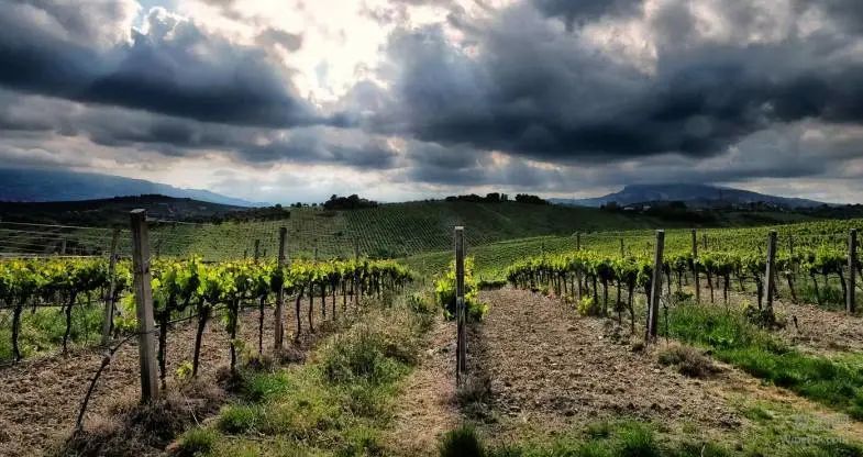 数据 | 意大利2022年度百大葡萄酒企业经营榜发布 27家产值超1亿欧元