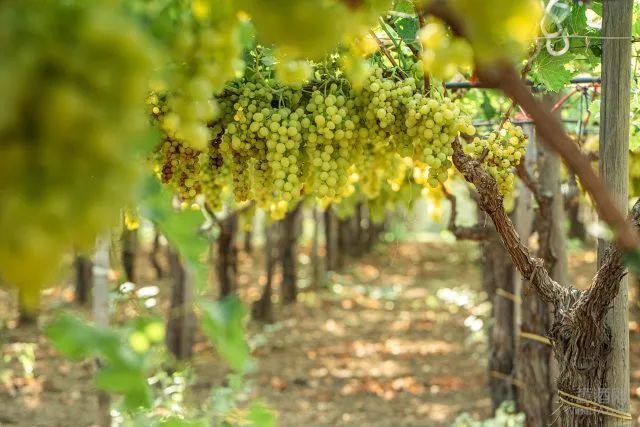 葡萄种植 |从居由法转向棚架法 为什么越来越多Amarone阿玛罗奈酒庄这么做？