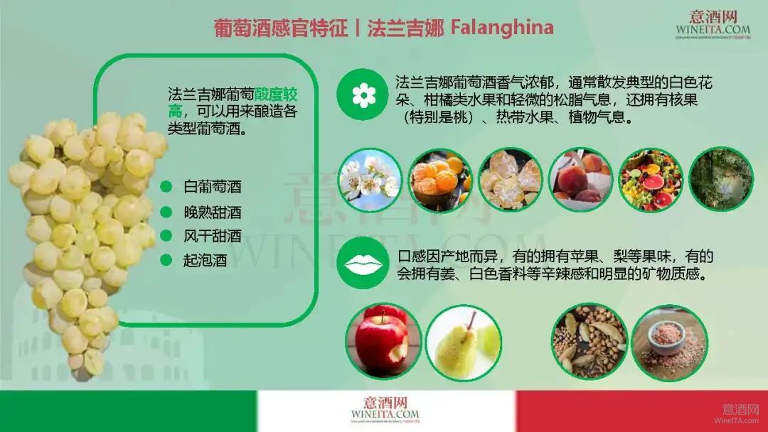 意酒葡萄课堂-34 | 招蜂的法兰吉娜Falanghina 坎帕尼亚经典高品质本土白葡萄