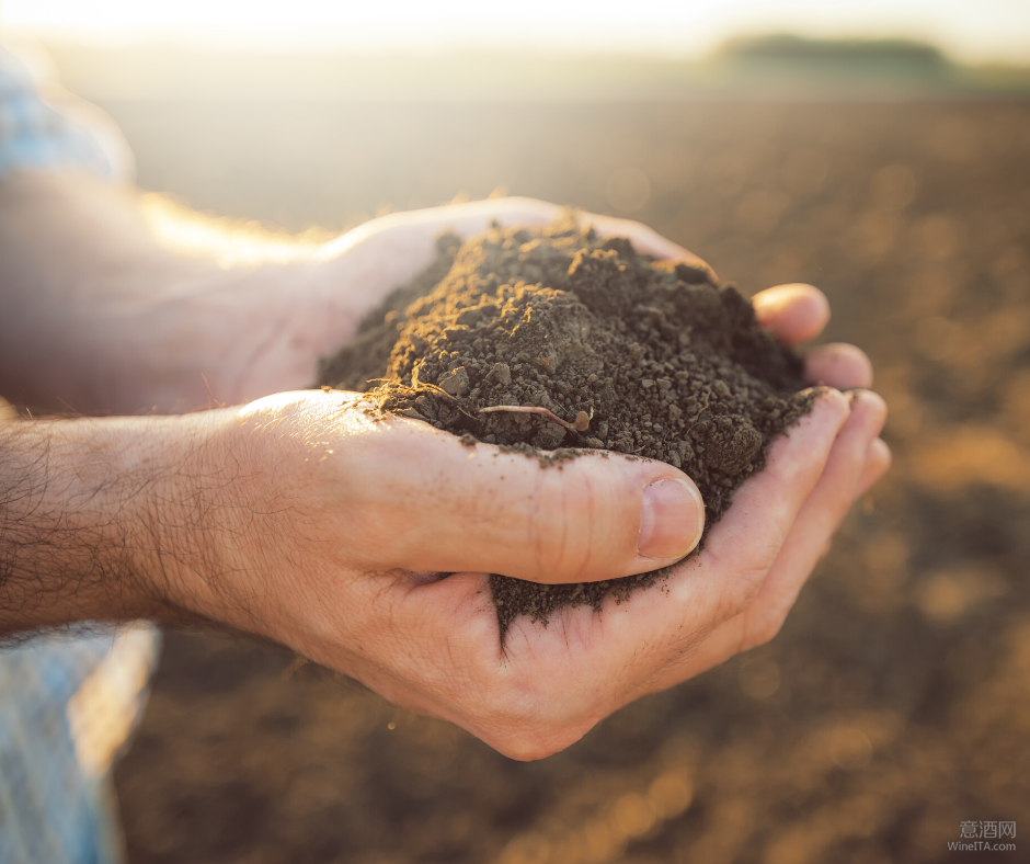 技术贴 | 风土风土 浅析土壤与葡萄种植的多维关系